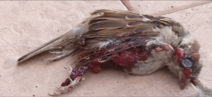 The corpse of a bird - NSFW, Dead body, Blood